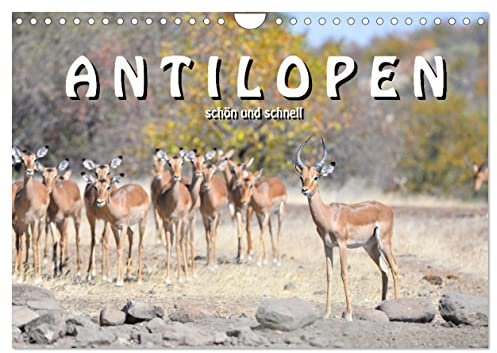 Antilopen, schön und schnell (Wandkalender 2026 DIN A4 quer), CALVENDO Monatskalender: Von den zierlichen Thomson Gazellen bis zu den starken ... afrikanische Antilopenwelt (CALVENDO Tiere)
