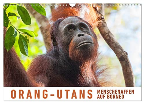 Orang-Utans Menschenaffen auf Borneo (Wandkalender 2026 DIN A3 quer), CALVENDO Monatskalender: Besuch bei den Orang Utans im Tanjung Puting Nationalpark auf Borneo (CALVENDO Tiere)