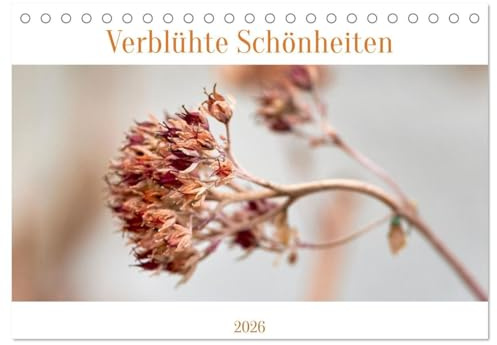 Verblühte Schönheiten (Tischkalender 2026 DIN A5 quer), CALVENDO Monatskalender: Die Ästhetik verblühter Pflanzen (CALVENDO Natur)