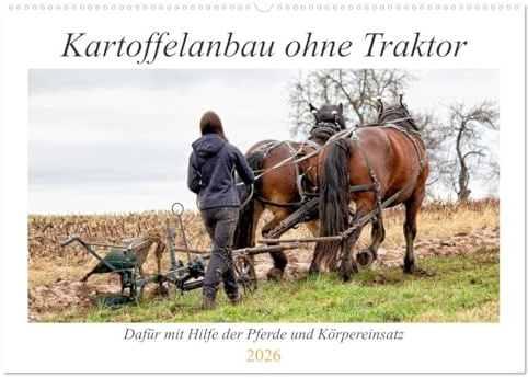 Kartoffelanbau ohne Traktor (Wandkalender 2026 DIN A2 quer), CALVENDO Monatskalender: Der Anbau von Kartoffeln mit unseren Pferden und Körpereinsatz. (CALVENDO Tiere)