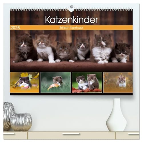 Katzenkinder - Britisch Kurzhaar (hochwertiger Premium Wandkalender 2026 DIN A2 quer), Kunstdruck in Hochglanz: Katzenkalender mit traumhaften Fotos kleiner Britenkinder. (CALVENDO Tiere)