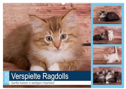 Verspielte Ragdolls - Sanfte Katzen in seidigem Haarkleid (Wandkalender 2026 DIN A2 quer), CALVENDO Monatskalender: Gesellige, neugierige kleine Rassekatzen (CALVENDO Tiere)