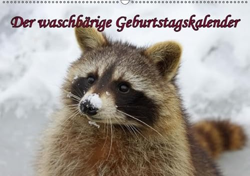 Waschbären/Geburtstagskalender (Wandkalender immerwährend DIN A2 quer)