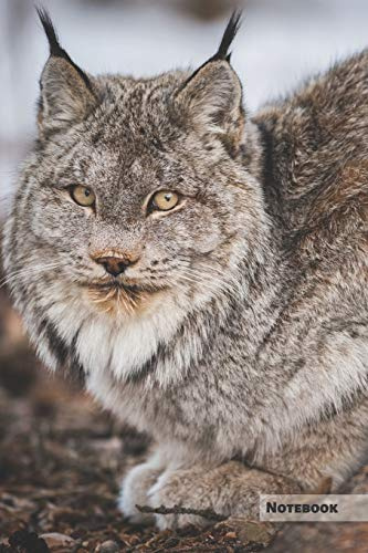 Lynx Notebook: Unique Lynx Journal, Notebook for animal and big cats lovers (College Ruled) great for kids, boys, girls, to writing notes, drawing, ... lists, organizing and braindstorming.