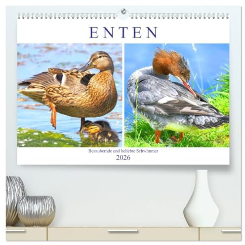 Enten. Bezaubernde und beliebte Schwimmer (hochwertiger Premium Wandkalender 2026 DIN A2 quer), Kunstdruck in Hochglanz: Unterschiedliche Entenarten ... und quakenden Schönheiten (CALVENDO Tiere)