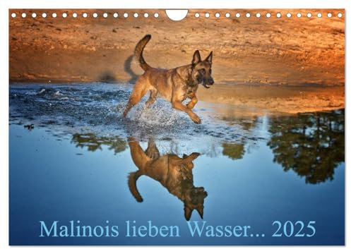 Malinois lieben Wasser (Wandkalender 2025 DIN A4 quer), CALVENDO Monatskalender