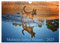 Malinois lieben Wasser (Wandkalender 2025 DIN A4 quer), CALVENDO Monatskalender