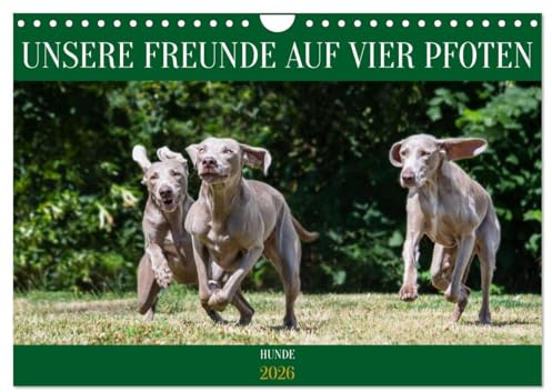 Unsere Freunde auf vier Pfoten - Hunde (Wandkalender 2026 DIN A4 quer), CALVENDO Monatskalender: 13 traumhafte Fotos von kleinen und großen Rassehunden begleiten Sie durch das Jahr (CALVENDO Tiere)