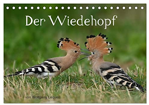 Der Wiedehopf (Tischkalender 2026 DIN A5 quer), CALVENDO Monatskalender: Sehr seltene Aufnahmen von dem Vogel mit der Haube. (CALVENDO Tiere)