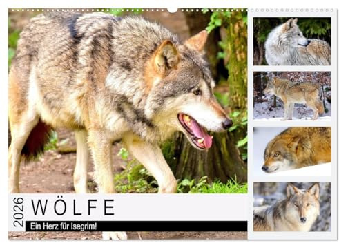Wölfe. Ein Herz für Isegrim! (Wandkalender 2026 DIN A2 quer), CALVENDO Monatskalender: Der Wolf ist ein faszinierendes Wesen zwischen Wahrheit und Märchenwelt (CALVENDO Tiere)