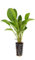 Dekoimtrend Echinodorus Dschungelstar Nr. 2 ´Kleiner BÄR´ Wasserpflanze Aquarium Aquariumpflanze …