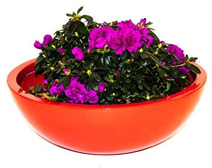 Elegant Einrichten Pflanzschale Fiberglas rund D34xH12cm Hochglanz rot.