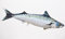 GABY Fish Pillows Dekoratives Kissen in Form eines echten Fisches, Atlantik-Makrele