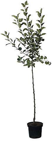 Apfelbaum Ontario genügsamer robuster Winterapfel Halbstamm 150-170 cm 10 Liter Topf Unterlage M7