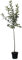 Apfelbaum Ontario genügsamer robuster Winterapfel Halbstamm 150-170 cm 10 Liter Topf Unterlage M7