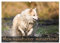 Mein isländischer Wasserhund (Wandkalender 2025 DIN A2 quer), CALVENDO Monatskalender