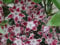 Kalmia latifolia Galaxy - Berglorbeer Galaxy Lorbeerrose 30-40