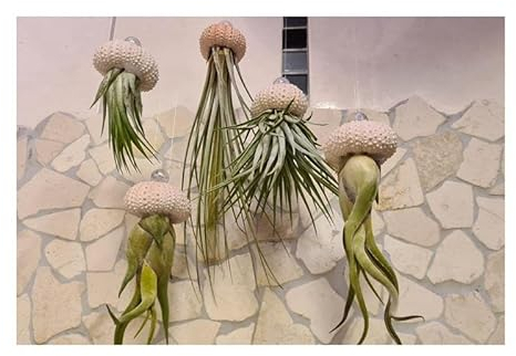 Stk - 10x Seeigel Qualle Mix Luftreinigende Hängepflanze mit Lebende Tillandsia SI2 - Seeds & Plants Shop by Ipsa