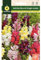 Mascarell Semillas, ANTIRRINO BOCA DE DRAGON VARIADO, Semillas Flores Exterior para Decoración, 1 Gramos