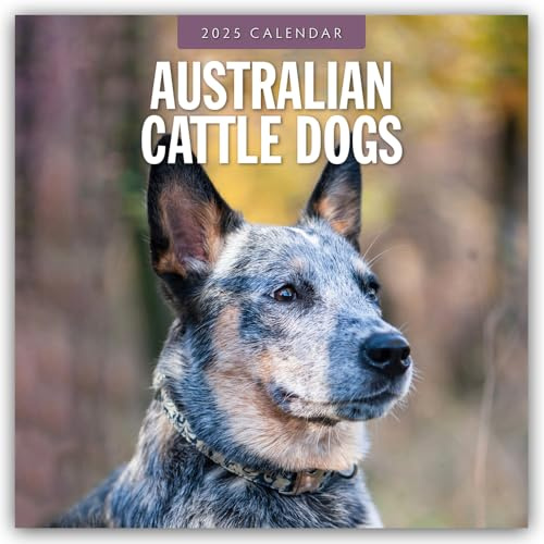 Australian Cattle Dogs – Australian Cattle Dog 2025 – 16-Monatskalender: Original Red Robin Publishing Ltd-Kalender [Mehrsprachig] [Kalender] (Wall-Kalender)