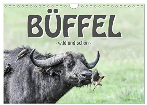 Büffel - wild und schön (Wandkalender 2026 DIN A4 quer), CALVENDO Monatskalender: Teil der BIG FIVE und anmutend schön (CALVENDO Tiere)