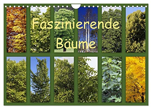 Faszinierende Bäume (Wandkalender 2026 DIN A4 quer), CALVENDO Monatskalender: Fotocollagen mit Bildern von Bäumen und den dazu gehörigen Blüten oder Blättern. (CALVENDO Natur)