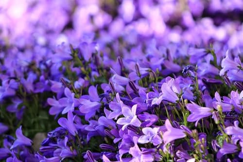 Campanule carpatica, Campanule des Carpates (Bleu) 200, plante vivace, couvre-sol, rocaille