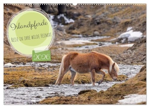 Islandpferde - Reise in ihre wilde Heimat (Wandkalender 2026 DIN A2 quer), CALVENDO Monatskalender: Erleben Sie die Magie und Schönheit der Islandpferde (CALVENDO Tiere)