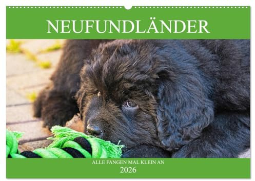 Neufundländer - Alle fangen mal klein an (Wandkalender 2026 DIN A2 quer), CALVENDO Monatskalender: Lassen Sie sich von entzückenden Neufundländer-Welpen verzaubern (CALVENDO Tiere)
