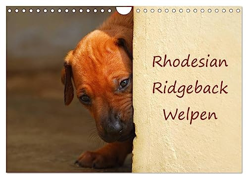 Rhodesian Ridgeback Welpen (Wandkalender 2026 DIN A4 quer), CALVENDO Monatskalender: Südafrikanische Rhodesian Ridgeback Welpen (CALVENDO Tiere)
