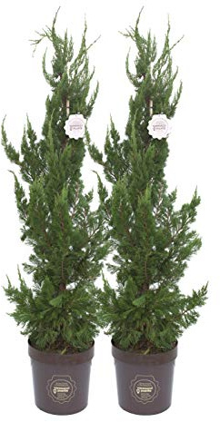 Juniperus chinesis 'Kaizuka', Ginepro Pianta vera in vaso Vannucci Piante, Pianta da terrazzo (cod. 8) (2x)