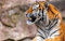Puzzle für Erwachsene, 5000 Teile, Kinderpuzzle, Spielzeug, Tiger, 31, Geschenkspielzeug, beste DIY-Wohnkultur