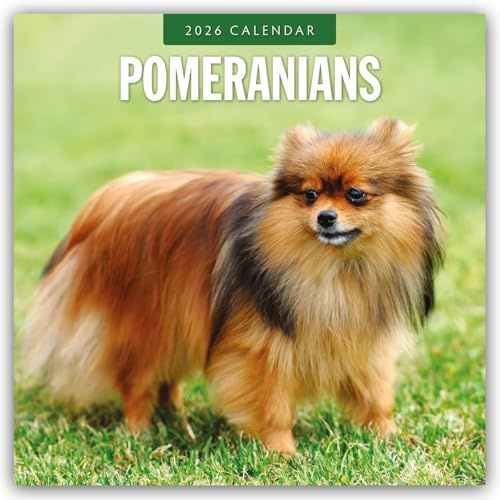 Pomeranians – Zwergspitz – Pomeranian Zwergspitz 2026 – 16-Monatskalender: Original Red Robin Publishing Ltd-Kalender [Mehrsprachig] [Kalender] (Wall-Kalender)
