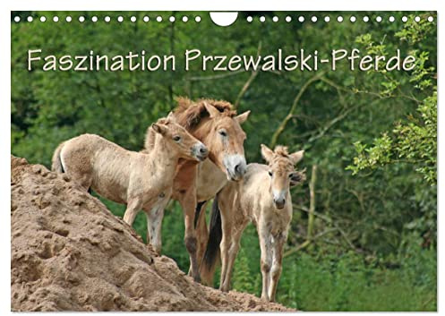 Faszination Przewalski-Pferde (Wandkalender 2026 DIN A4 quer), CALVENDO Monatskalender: Robuste Wildpferde (CALVENDO Tiere)
