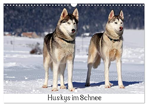 Huskys im Schnee (Wandkalender 2026 DIN A3 quer), CALVENDO Monatskalender: Portraits von Sibirischen Huskys im Winter (CALVENDO Tiere)