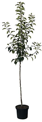 Apfelbaum Pilot Winterapfel Halbstamm ca. 150-170 cm im 10 Liter Topf Veredelungsunterlage MM 111
