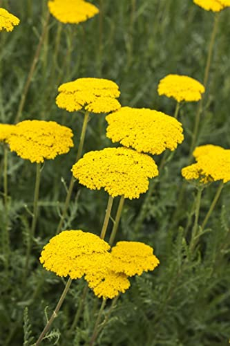 Achillea filipendulina 'Parker' ca. 9x9 cm Topf, Schafgarbe, leuchtend gelbe Blüten, Blütezeit Juni-August, ideal für sonnige Beete, trockenheitsresistent, pflegeleicht