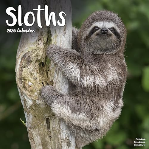 Sloths – Faultiere 2025 – 16-Monatskalender: Original Avonside-Kalender [Mehrsprachig] [Kalender] (Wall-Kalender)