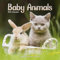 Baby Animals - Tierbabys 2022 - 16-Monatskalender: Original Avonside-Kalender [Mehrsprachig] [Kalender] (Wall-Kalender)