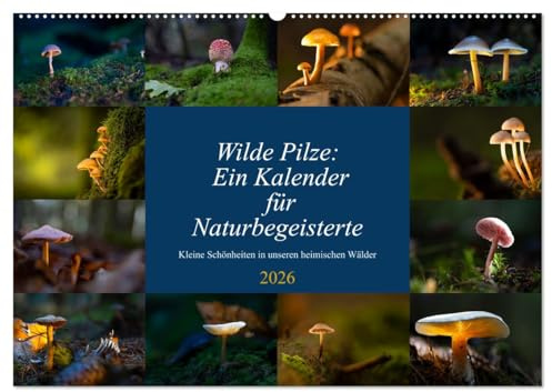 Wilde Pilze: Ein Kalender für Naturbegeisterte (Wandkalender 2026 DIN A2 quer), CALVENDO Monatskalender: Heimische Pilze ansprechend fotografiert (CALVENDO Natur)