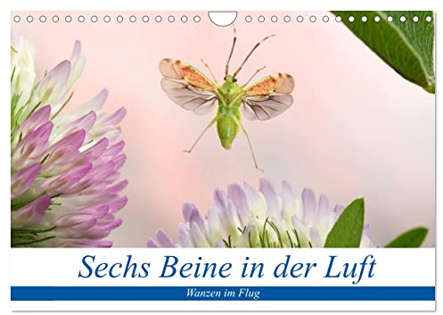 Sechs Beine in der Luft - Wanzen im Flug (Wandkalender 2026 DIN A4 quer), CALVENDO Monatskalender: Bilder von fliegenden Wanzen (CALVENDO Tiere)