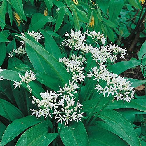 Wildflower - Ramsons, Wild Garlic - 400 Seeds