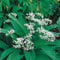 Wildflower - Ramsons, Wild Garlic - 400 Seeds