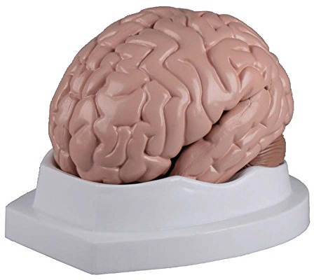 Anatomie Modell, Gehirn, Gehirn-Modell, 5-teilig, lebensgroß, inkl. Lehrkarte