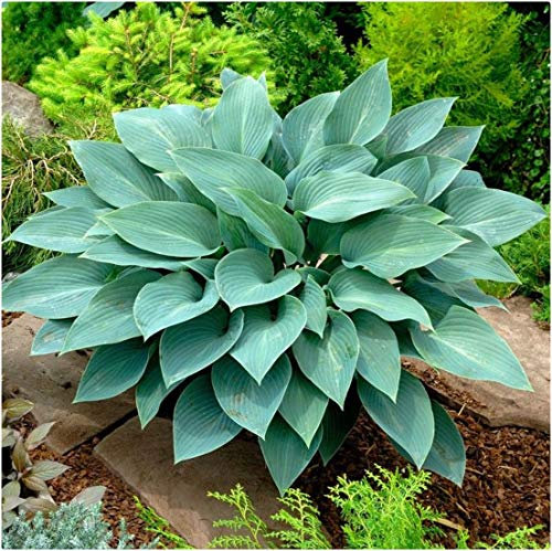 Hosta Bare Roots 'Halcyon' x 6 Plantain Lilies Perennial Plants by Growtanical®