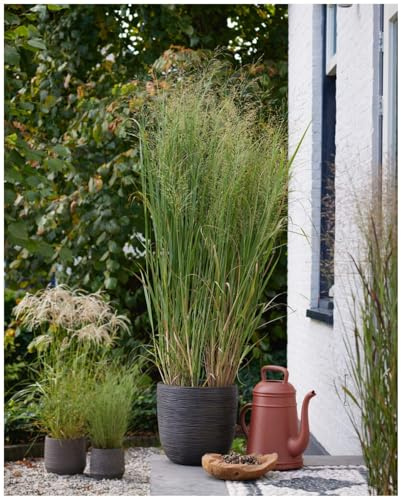 Stauden Gänge 1 x Panicum virgatum 'Blue Fountain' Blaue Rutenhirse | Blaues Ziergras für Sonne, Blüte August bis Oktober, mehrjährig, 1 L Topf (11x11 cm)