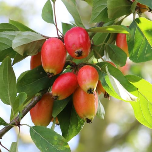 Malus John Downie Crab Apple Tree - 2 Year Fruit Tree, Pink White Blossom, Orange Red Fruit for Jelly Making, Pollinator, Rootstock MM106, Thompson & Morgan