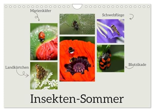Insekten-Sommer (Wandkalender 2026 DIN A4 quer), CALVENDO Monatskalender: Insekten sind ein wesentlicher Bestandteil unserer Umwelt und es ist ... Ökosystem zu erhalten. (CALVENDO Tiere)