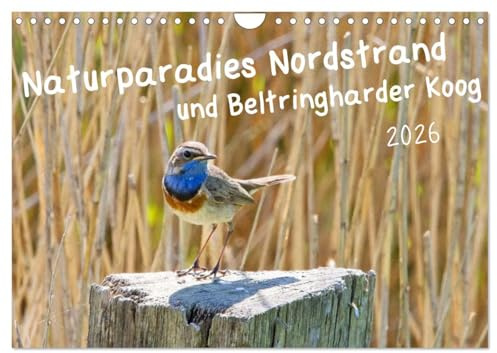 Naturparadies Nordstrand und Beltringharder Koog (Wandkalender 2026 DIN A4 quer), CALVENDO Monatskalender: Nordstrand und der Beltringharder Koog sind ... und anderen Tieren. (CALVENDO Natur)