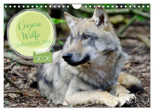 Unsere Wölfe - Ein Wildtier kehrt zurück (Wandkalender 2026 DIN A4 quer), CALVENDO Monatskalender: Der Wolf ist zurück in den heimischen Wäldern und ... für Monat durch das Jahr. (CALVENDO Tiere)